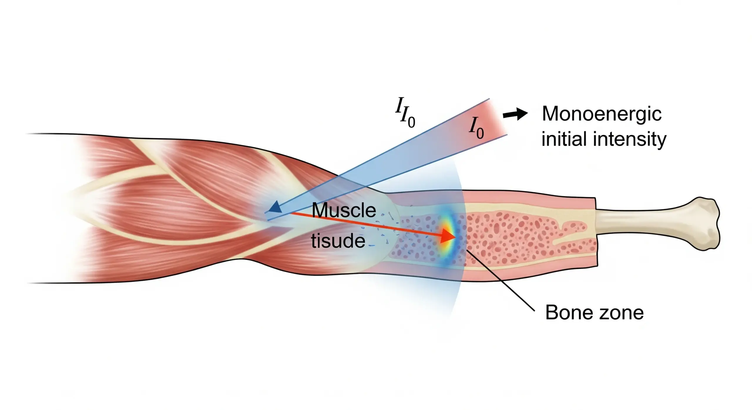 Calcul de l’Absorption des Rayons X par les Tissus