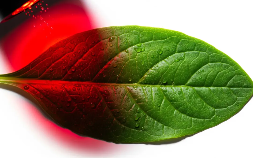 Efficacité Énergétique de la Photosynthèse