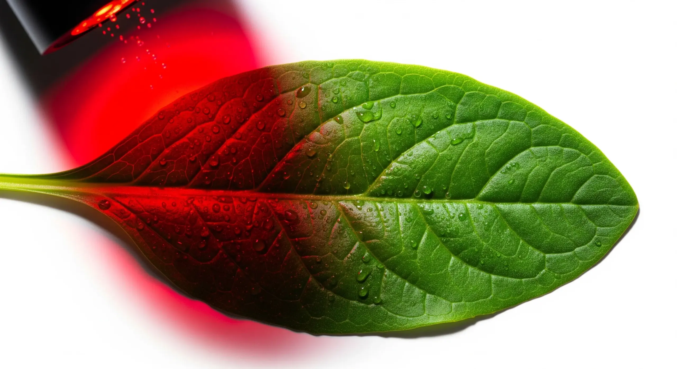 Efficacité Énergétique de la Photosynthèse